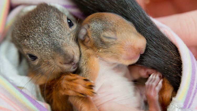 Diese jungen Eichhörnchen hatten Glück: Sie sind in der Auffangstation gelandet und werden dort aufgepäppelt. 
