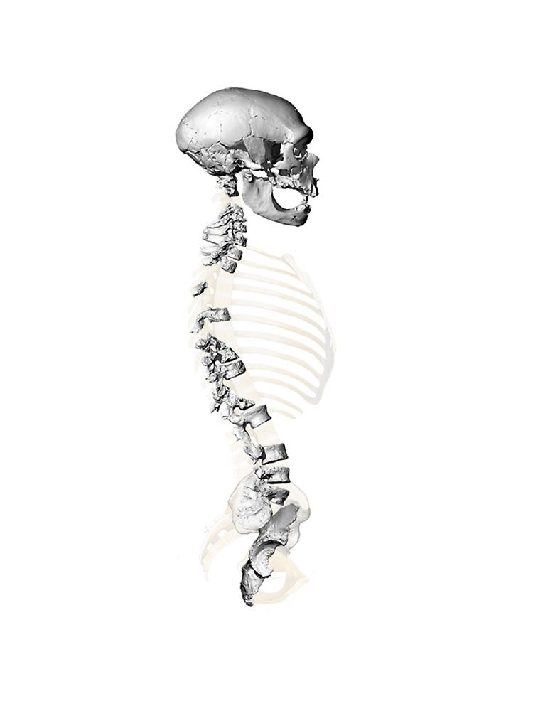 Virtuelle Rekonstruktion der Wirbelsäule des Skeletts von La Chapelle-aux-Saints, basierend auf hochauflösenden 3D-Oberflächenscans der Wirbel und des Beckens.