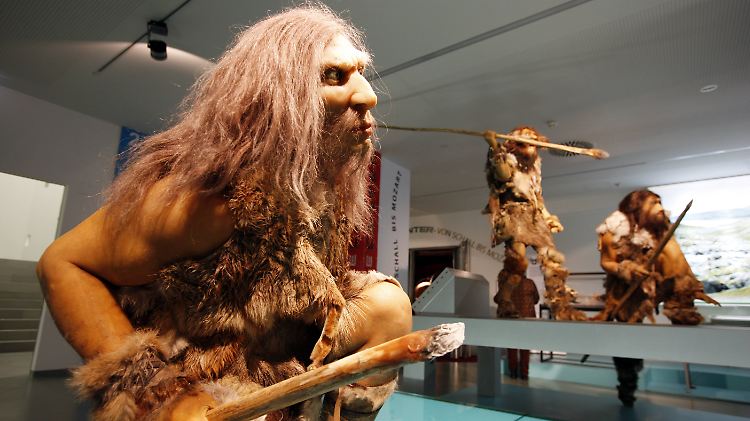 Neandertaler-Figur in einer Ausstellung.