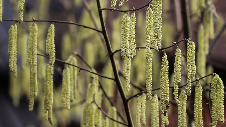 Noch vor dem meteorologischen Frühlingsanfang am 1. März ist die Erlenpollen-Konzentration mancherorts auf ungewöhnlich hohe Werte gestiegen.
