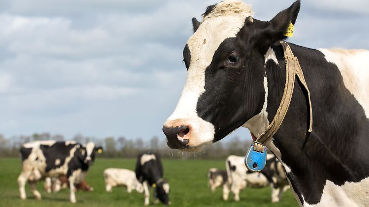 Ein Wissenschaftler des Deutschen Krebsforschungszentrums sieht mögliche Gefahren durch eine bestimmte Klasse von Erregern in Rindfleisch und Kuhmilch.