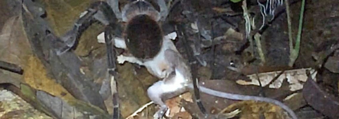 Beweisfoto aus Forscherhand: Die Vogelspinne fällt über das Maus-Opossum her.