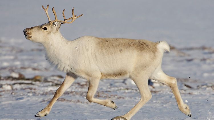 CWD wurde erstmals in den 1960er Jahren in den USA beschrieben.