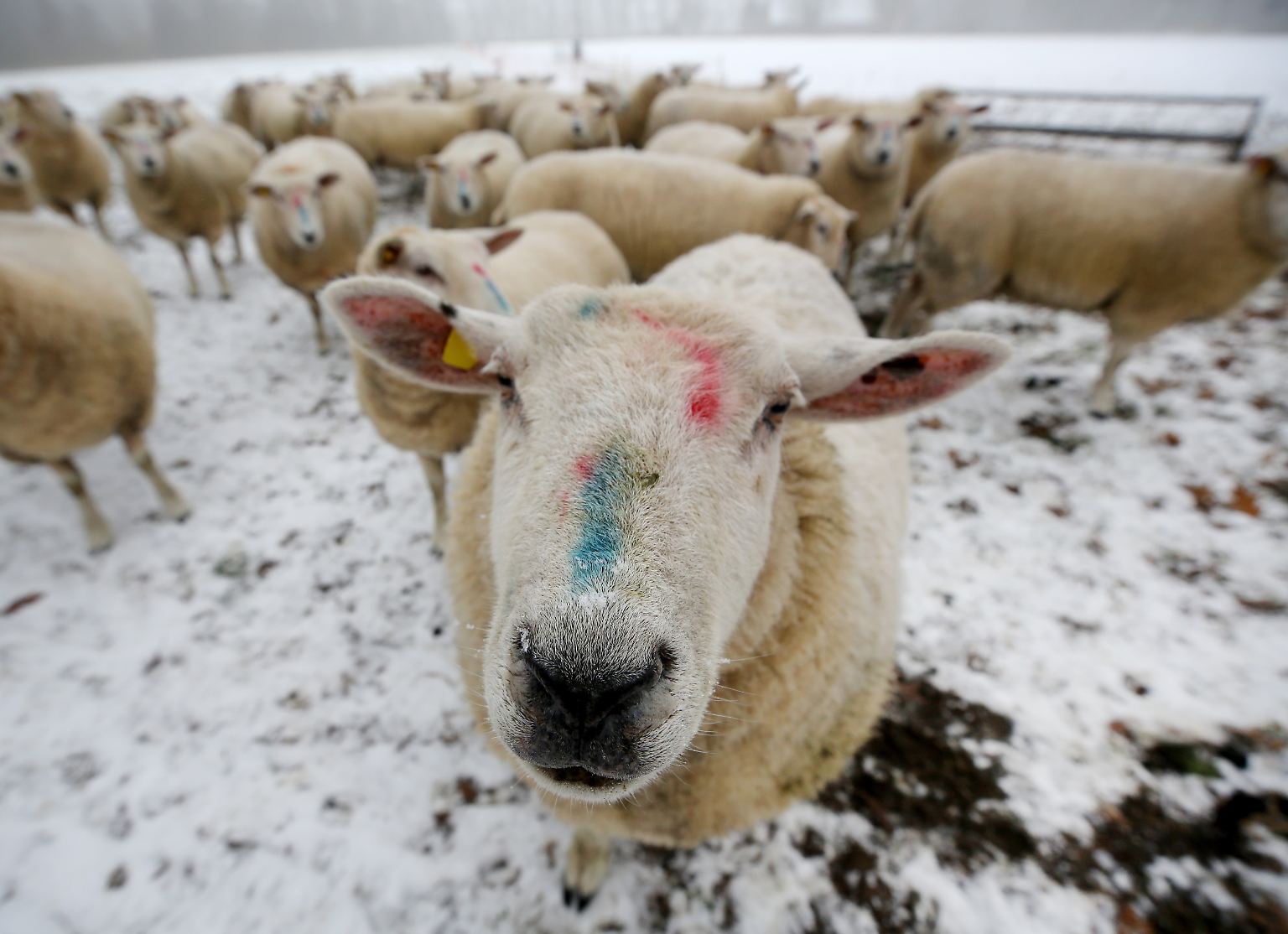 Naaa, hören Sie es auch schon blöken, ...