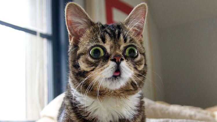 Lil Bub sieht nicht nur lustig aus, sie lässt sich auch gut vermarkten.