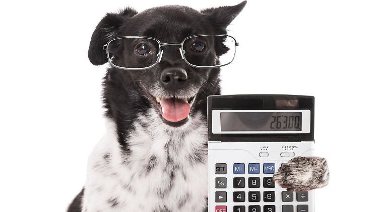 Lehrer, die ihren Hund auch als Schulhund einsetzen, können sich einen Teil der Kosten zurückholen.