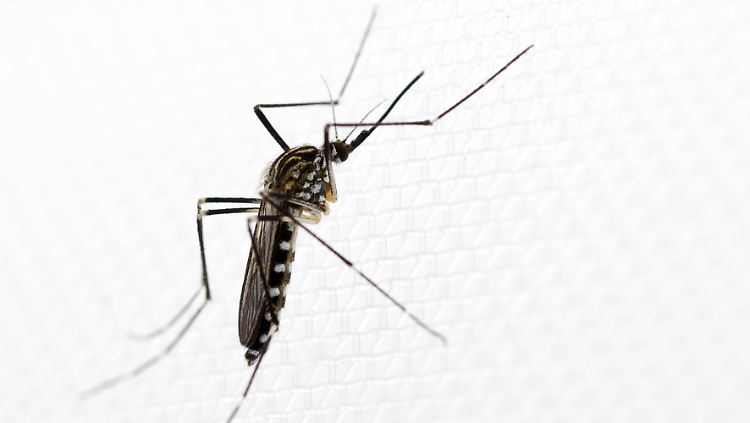 Weibchen der ostasiatischen Mückenart Aedes koreicus.