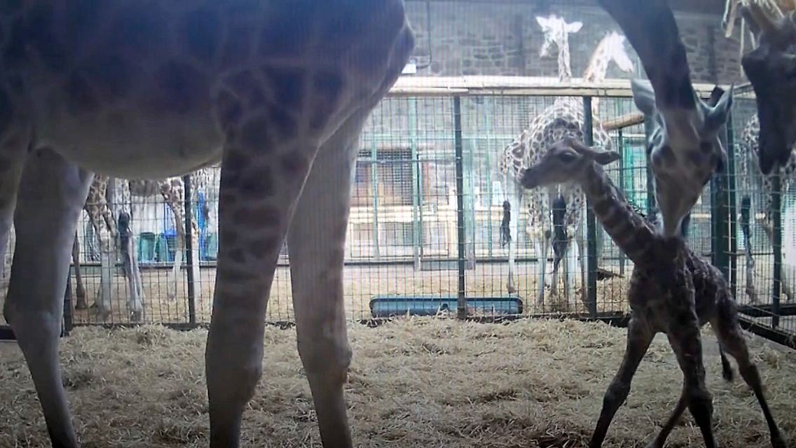 giraffe.jpg