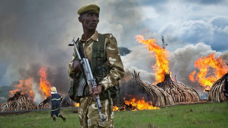 Ein Wildhüter in Kenia bewacht die Verbrennung von illegalem Elfenbein.