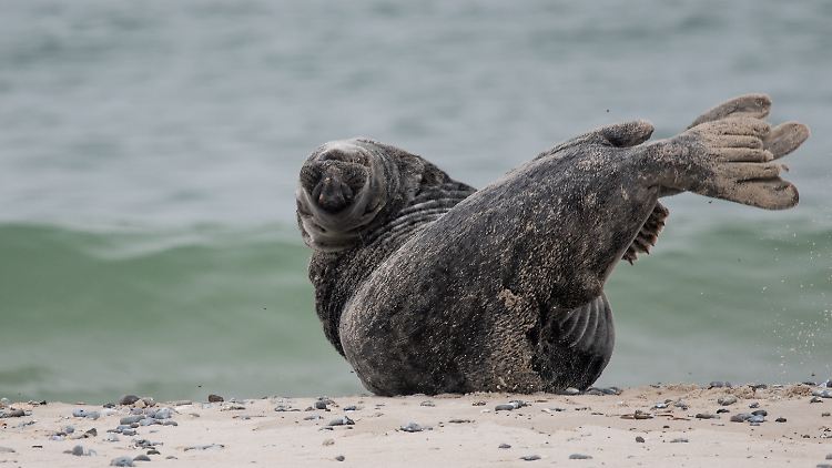 Eine Kegelrobbe auf Helgoland: Bis zu 300 der Tiere leben nun wieder in der Ostsee.