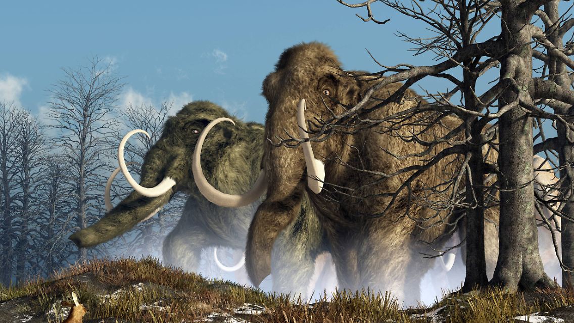 Wollhaarmammuts bewohnten die kaltzeitlichen Steppen in Eurasien und Nordamerika.