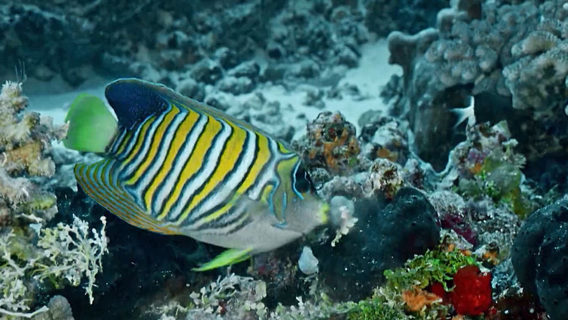Screenshot_Ocean-Film-Tour.jpg
