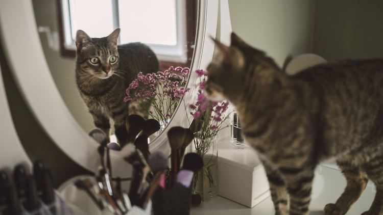 Was wohl diese Katze sieht, als sie in den Spiegel schaut? Jedenfalls ist ihr nicht klar, dass sie sich gerade selber anblickt.