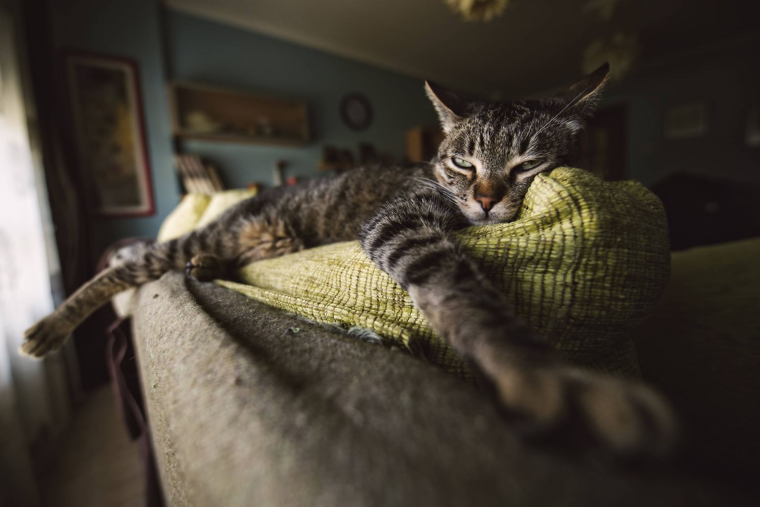 Katzen sind echte Entspannungskünstler. 