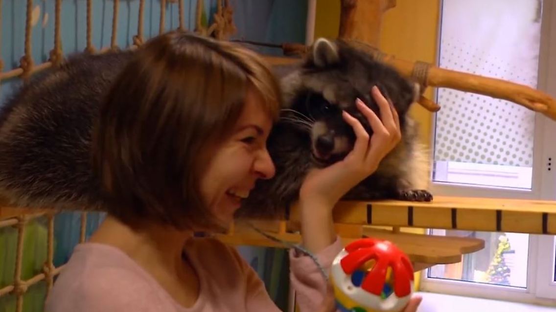waschbär.JPG