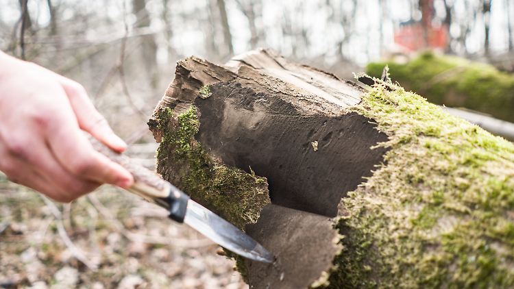 Ein Student zeigt in einem Wald in Lich (Hessen) die Auswirkungen der Rußrindenkrankheit mit den aufsteigenden Sporen an der Rinde eines der etwa 30.000 kranken Ahornbäume, die gefällt werden müssen.