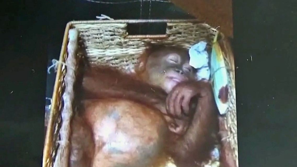Orang-Utan.jpg