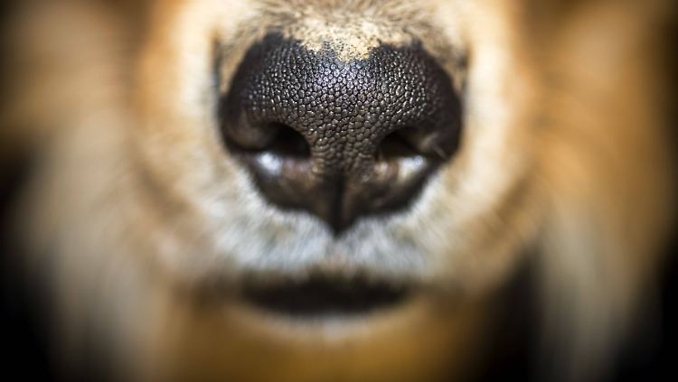 Wunderwerkzeug der Natur: die Nase des Hundes.