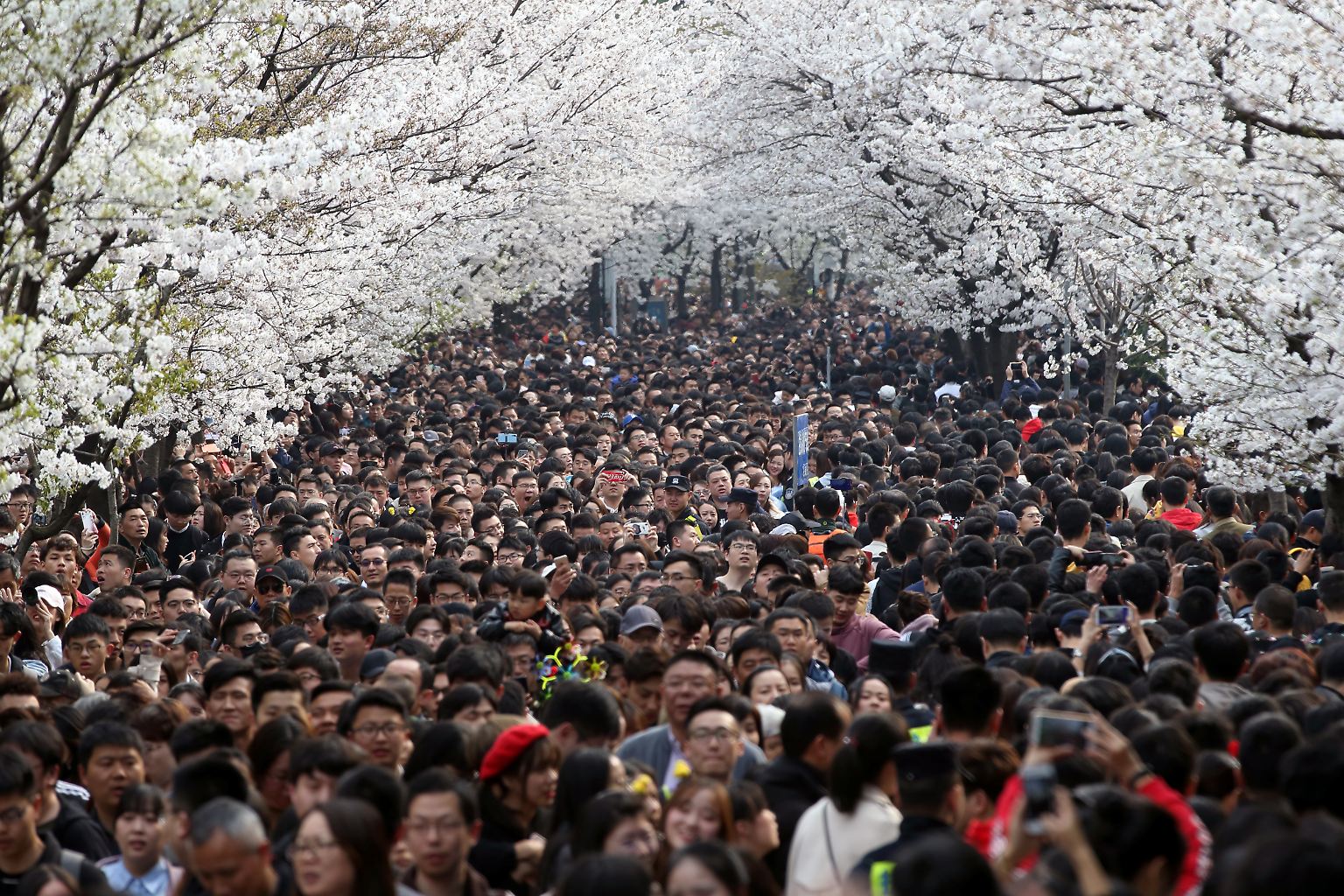 Mitte März hat in vielen Ländern die Kirschblüte begonnen. Tausende Menschen säumen in China die Straßen, wie hier am Jiming-Tempel ...