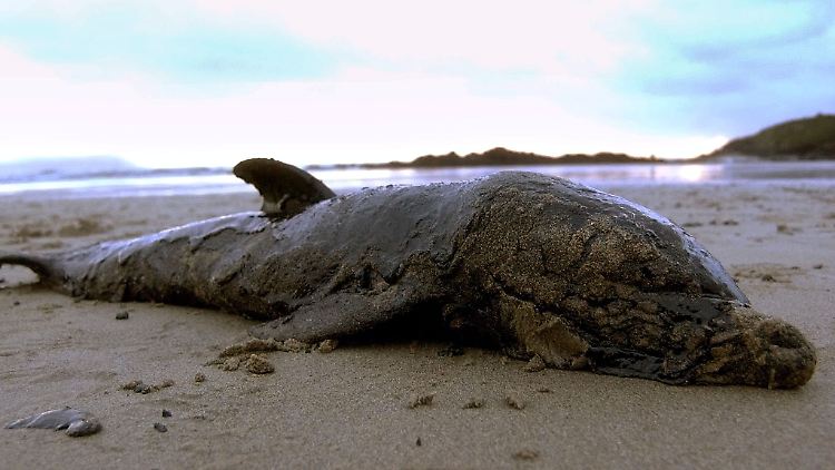 Für Delfin-Strandungen könnte das Gift von Algen verantwortlich sein.