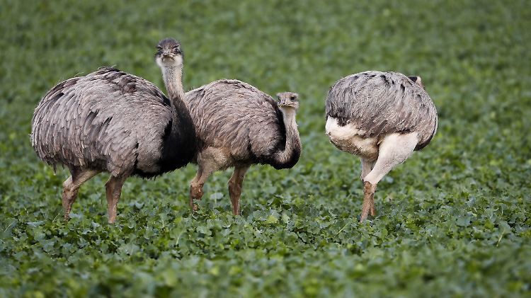 Nandus auf einem Feld mit jungem Raps zwischen Utecht und Schlagsdorf.
