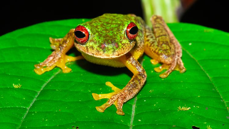 Der Mossy Red Eyed Frosch aus Honduras gehört auch zu den Arten, die der Pilz befällt. 