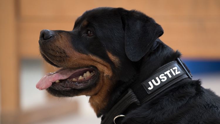Spezielle Spürhunde werden regelmäßige bei Suchaktionen der Polizei eingesetzt.