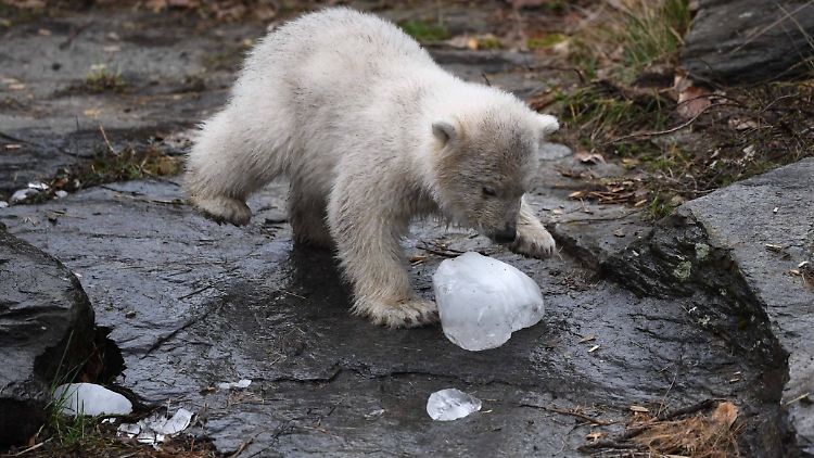 Nee. Wat. Süß. Aber noch namenlos: Das Berliner Eisbärenbaby.