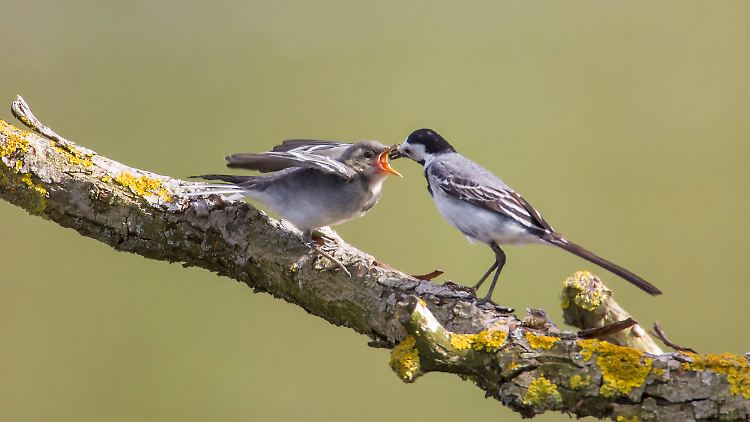 Vögel wie die Bachstelze haben es schwerer, Brutplätze und Nahrung zu finden.