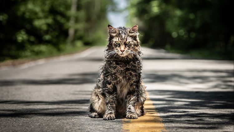 Die von den Toten auferstandene Katze Church ist noch ein bisschen unfreundlicher, als sie auf den ersten Blick wirkt. 