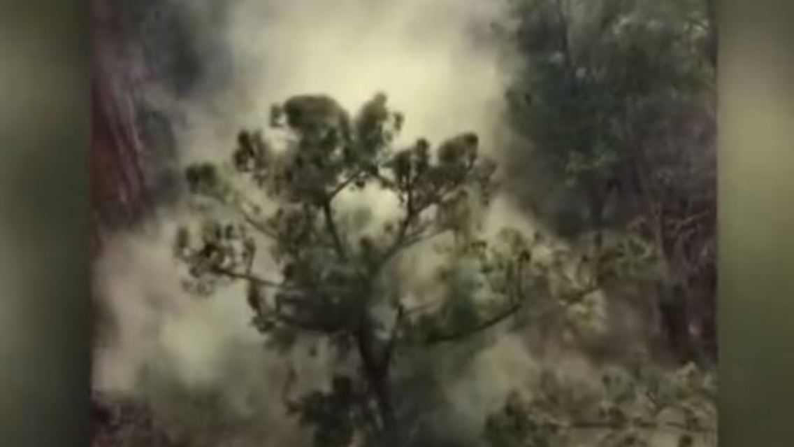 Pollen Georgia.JPG