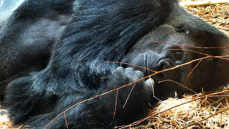 Gorillas leben in Gruppen von durchschnittlich zehn Tieren. Forscher haben herausgefunden, dass die Beziehung zueinander eine Rolle spielt, wenn eins der Tiere stirbt.