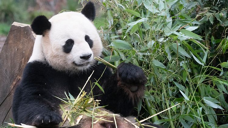 Jiao Qing hat sich einen Teil der Arbeit abnehmen lassen.