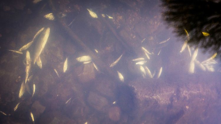 Tonnenweise tote Fische treiben in der Schozach. Die Ursache: Gift aus dem nahen Industriegebiet.
