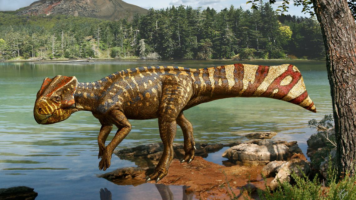Koreaceratops hwaseongensis: erstmals fanden Forscher in Korea einen Vertreter eines Ceratopsiers.
