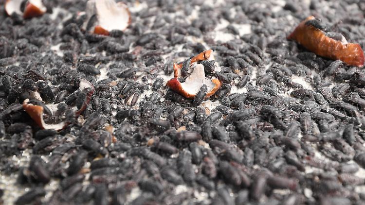 Insekten könnten einen Futter-Alternative sein: Mehlkäfer werden in einem Forschungslabor der Hochschule Bremerhaven mit Äpfeln gefüttert.