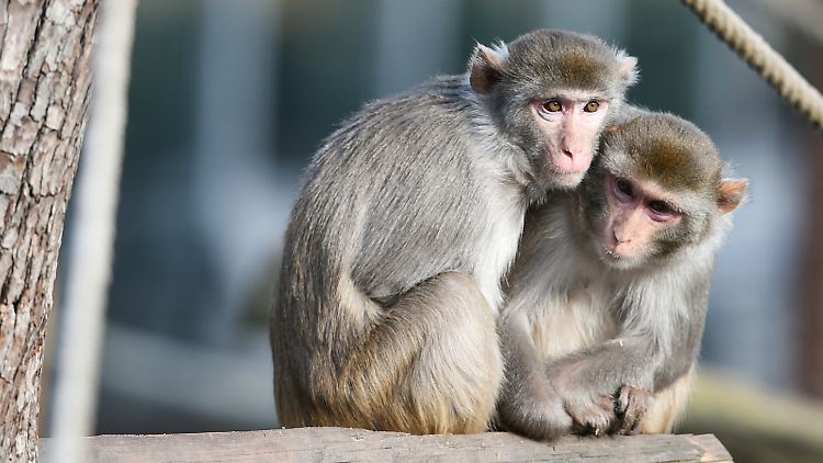 Rhesusaffen gelten im Hinduismus als heilige Tiere. Über 90 Prozent der DNA-Basenpaare stimmen mit denen des Menschen überein.