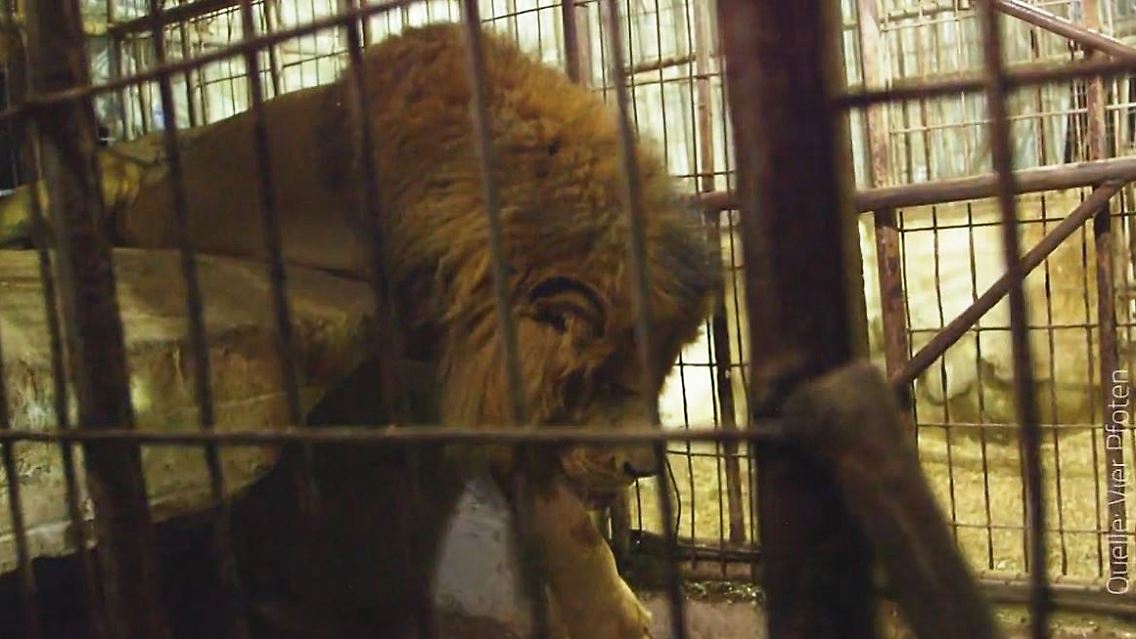 Vier Pfoten Rettung Zoo Gaza.JPG