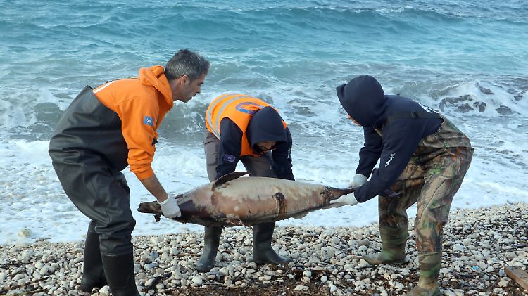 Helfer untersuchen am Strand in Griechenland einen toten Delfin.