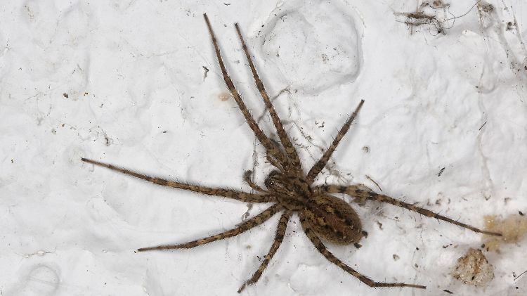 Eine Rostrote Winkelspinne, auch "Hausspinne" genannt, ist oft in Häusern zu finden.