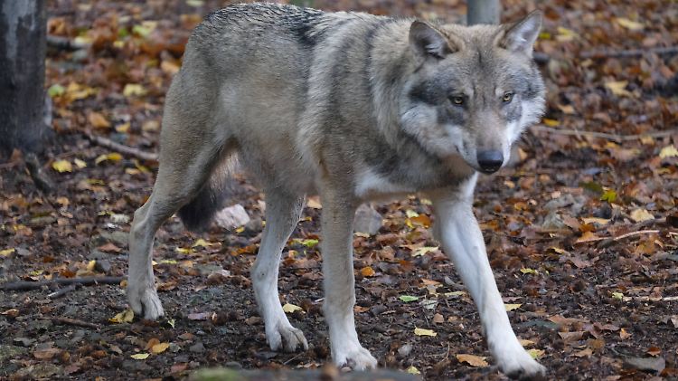 Der bundesweite Wolfsbestand liegt bei etwa 1000 Tieren. 