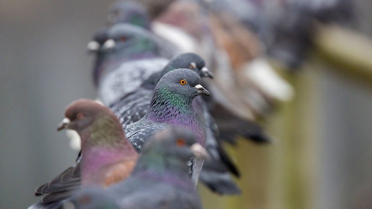 Taubenliebhaber verehren sie, Taubenhasser wollen die Vögel am liebsten gänzlich aus der Stadt verbannen.