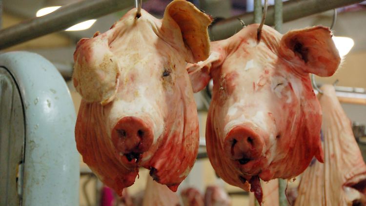 Vom Schlachthaus ins Labor: Forscher in Yale experimentieren mit toten Schweinehirnen. 