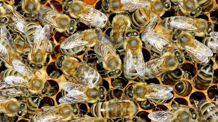 Nach den Wintermonaten können die Völker auf bis zu rund 50.000 Bienen anwachsen.