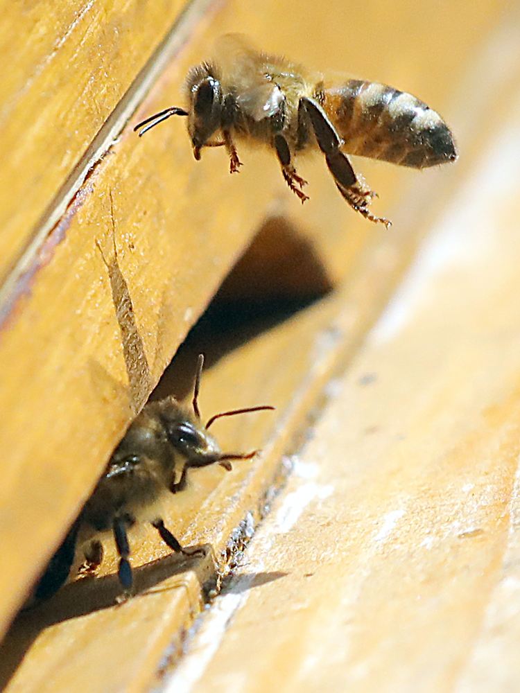 In Bayern war das Volksbegehren zu den Bienen das erfolgreichste überhaupt.