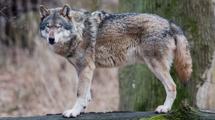 Dieser Wolf lebt zwar auch in Niedersachsen, aber in einem Freigehege - so ähnlich dürfte sein Artgenosse namens GW717m aber aussehen.