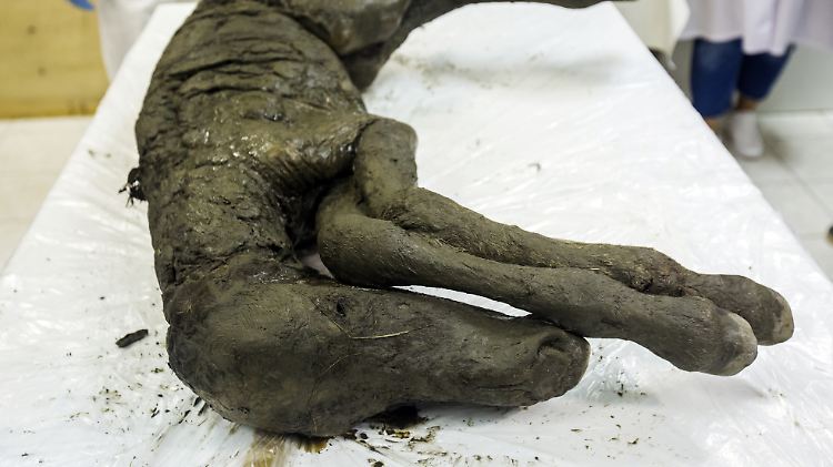 Das gut erhaltene Fossil eines Fohlens, das im Permafrostboden Sibiriens gefunden wurde. 