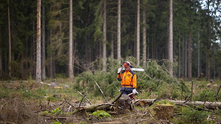 Mehr als 64 Millionen Festmeter Holz holten Arbeiter aus deutschen Wäldern.
