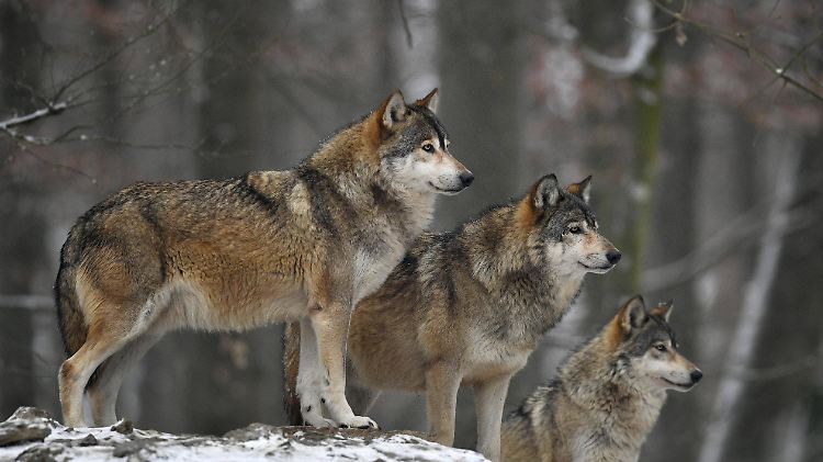 Laut einer Studie ist seit drei Jahrhunderten kein tödlicher Wolfsangriff in Deutschland und Österreich bekannt.