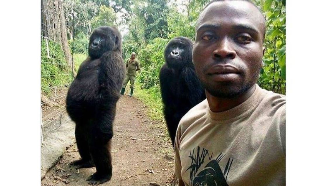 Gorilla-Selfie.JPG